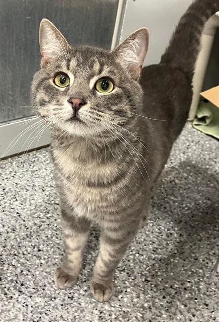 GRADY - Domestic Short Hair available for adoption