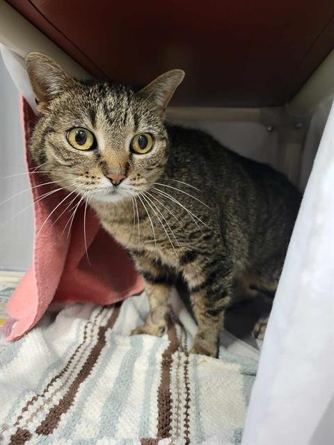 TAMALE - Domestic Short Hair available for adoption