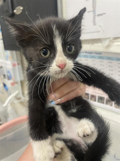 CHILI - Domestic Short Hair available for adoption