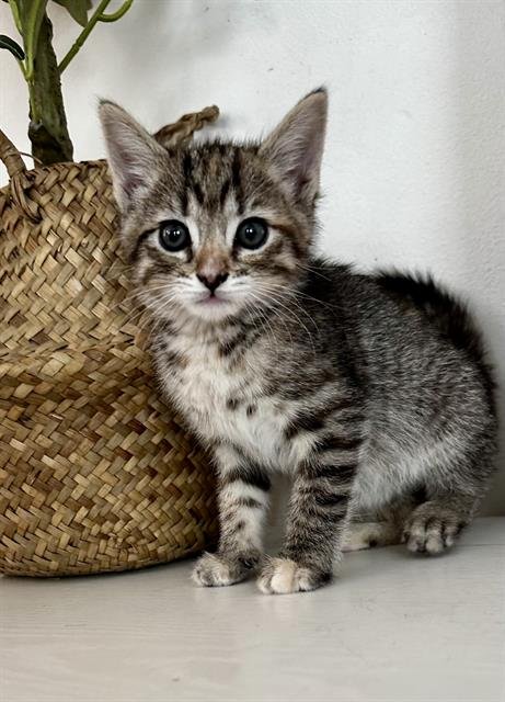 DENIM - Domestic Short Hair available for adoption