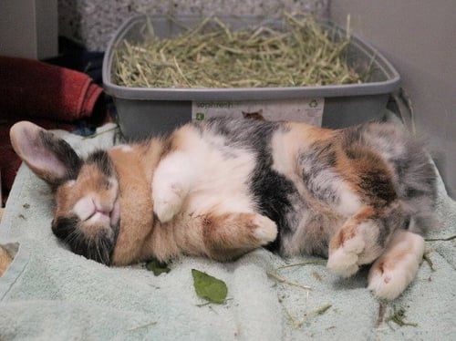 CINDY HOPPER - Longhaired Rabbit available for adoption