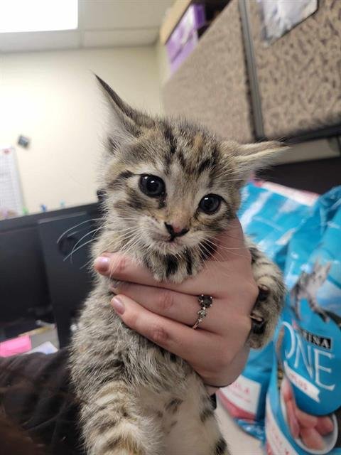 CASHMERE - Domestic Short Hair available for adoption