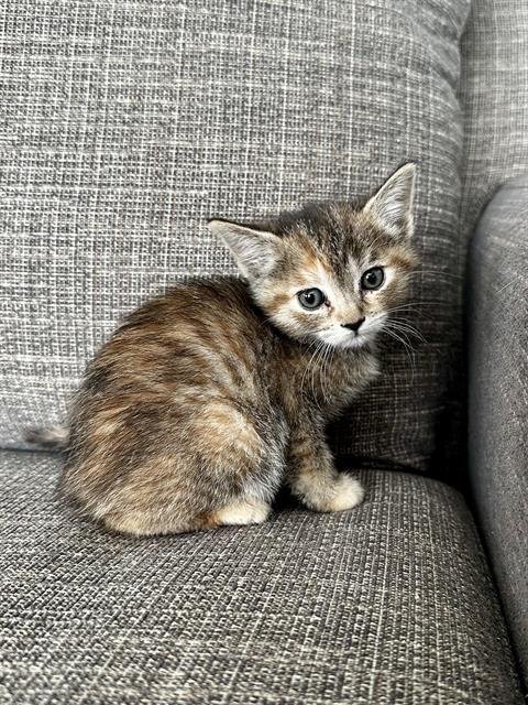 SILK - Domestic Short Hair available for adoption