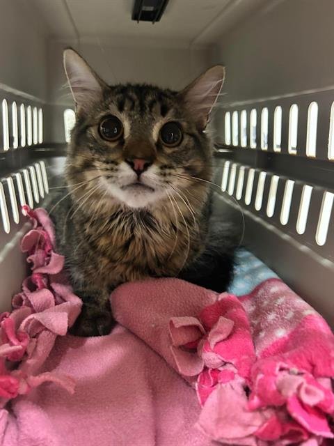 SOKKA - Domestic Medium Hair available for adoption