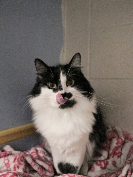 COOKIE - Domestic Medium Hair available for adoption