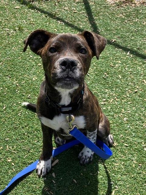 MERCURY - Boxer available for adoption