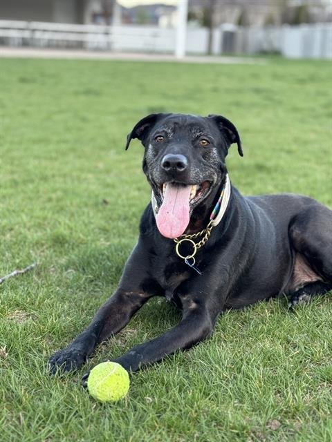 DIESEL - Labrador Retriever available for adoption