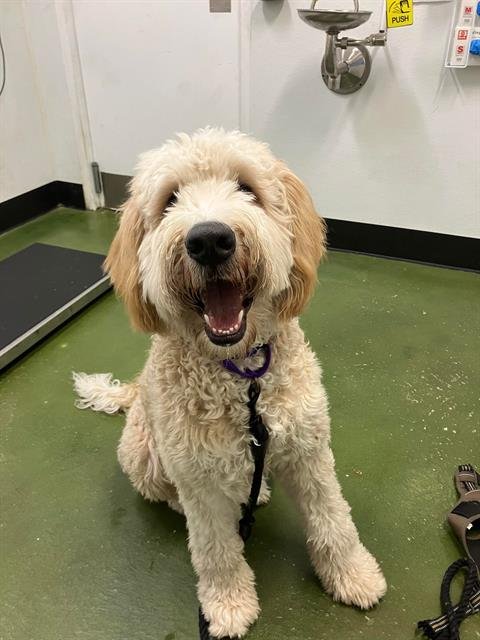 APPA - Poodle (Standard) / Labrador Retriever available for adoption