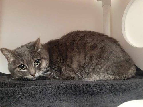 ROGUE - Domestic Short Hair available for adoption