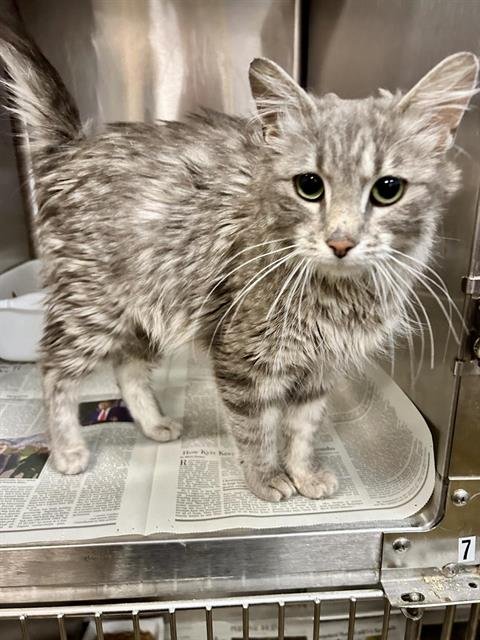MAMA SEUSS - Domestic Medium Hair available for adoption