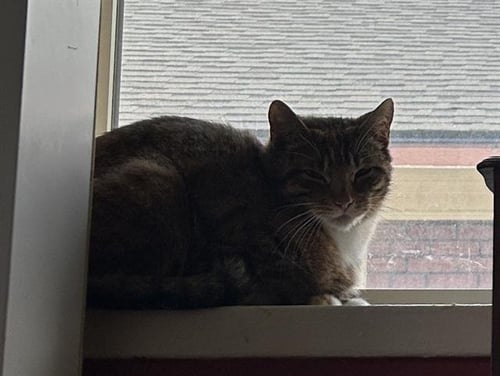 MAMACITA - Domestic Short Hair available for adoption