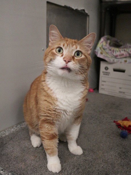 JAMIE - Domestic Short Hair available for adoption