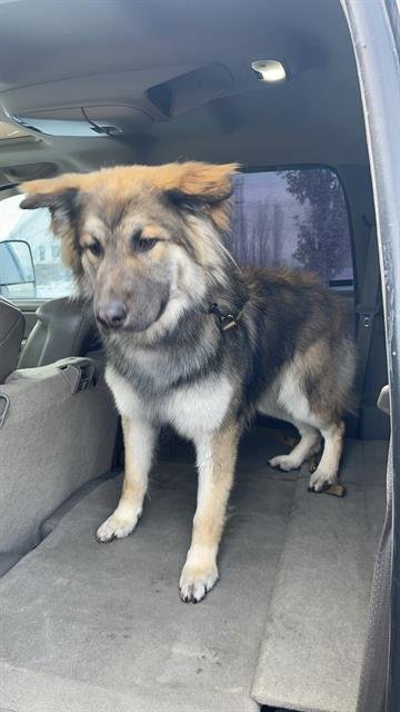 HADES - German Shepherd Dog / Siberian Husky available for adoption