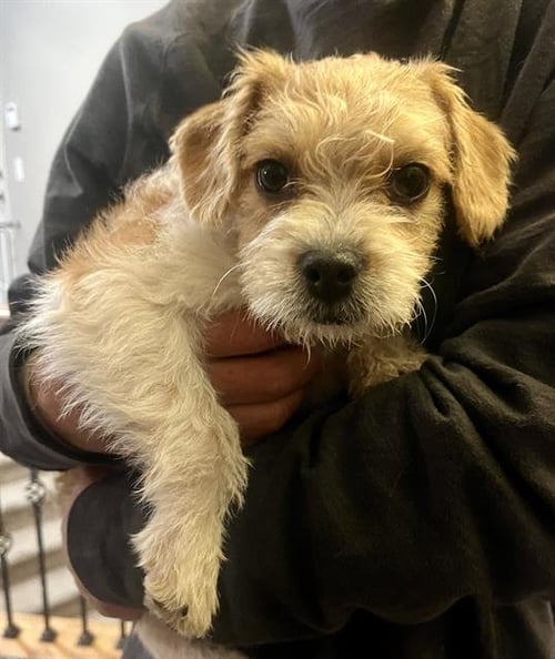 LAVENDER - Cairn Terrier available for adoption