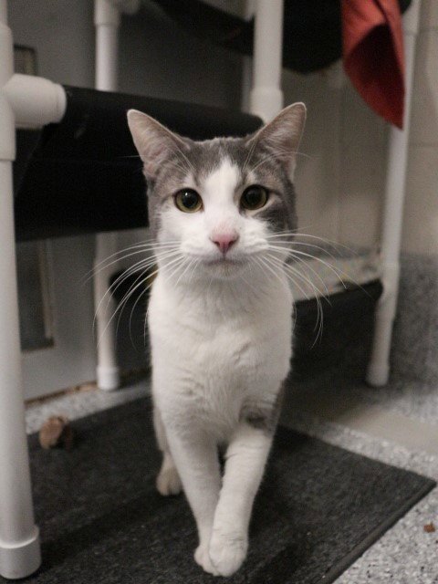 MARSHAL - Domestic Short Hair available for adoption