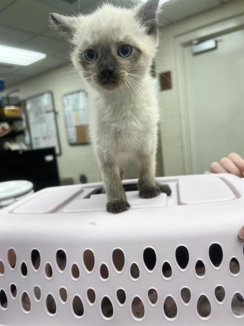 GARFUNKEL - Domestic Short Hair available for adoption