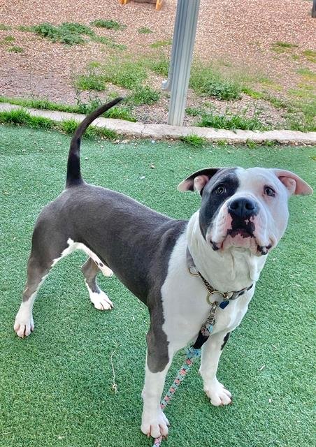 BLUE - Pit Bull Terrier available for adoption