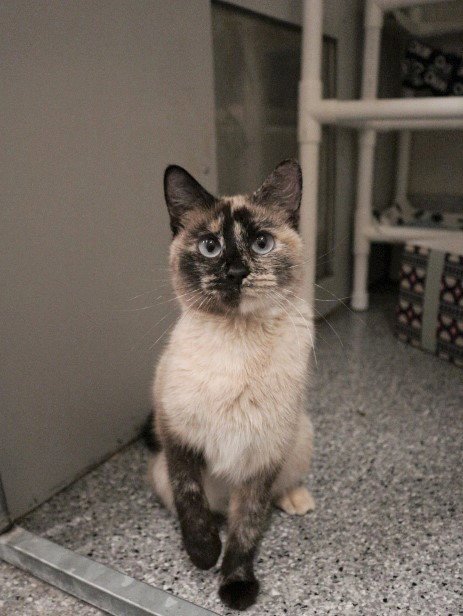 PUDDING CUP - Domestic Short Hair available for adoption