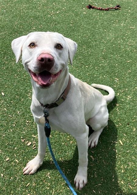 BRUCE - Labrador Retriever available for adoption