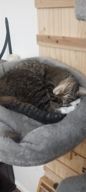 LILY - Domestic Short Hair available for adoption