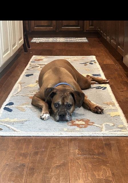 DUKE - Boxer available for adoption