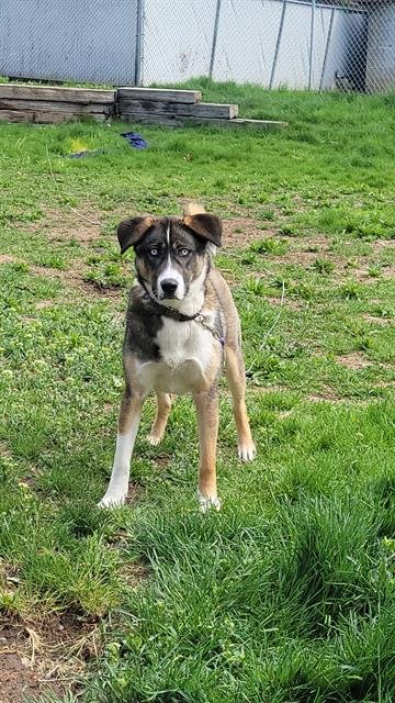 DOBBY - Siberian Husky available for adoption