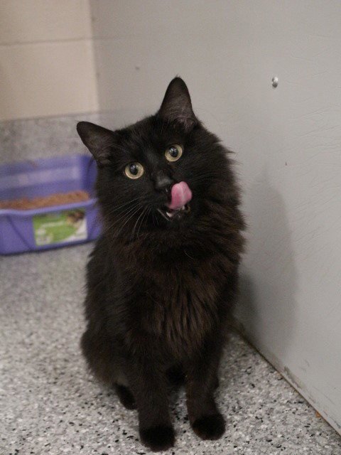 BROWNIE - Domestic Medium Hair available for adoption