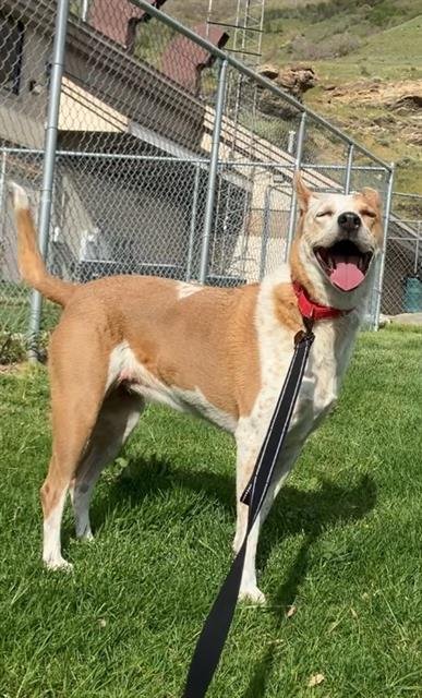 SNICKERS - Australian Cattle Dog/Blue Heeler available for adoption