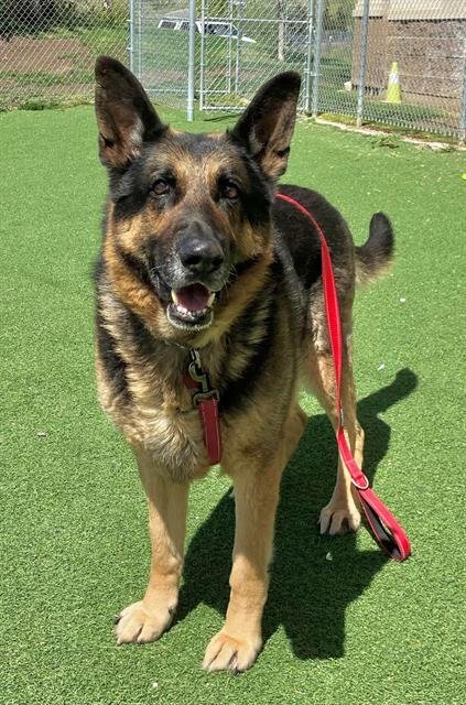 CHASE - German Shepherd Dog available for adoption