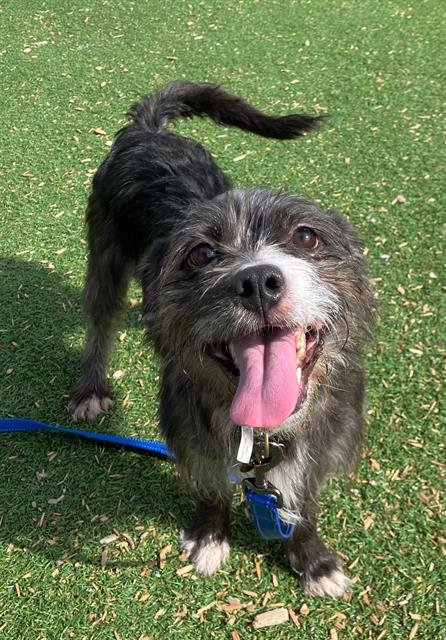 GEISEL - Jack Russell Terrier (Parson Russell Terrier) available for adoption