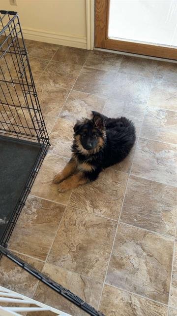 REX - German Shepherd Dog available for adoption