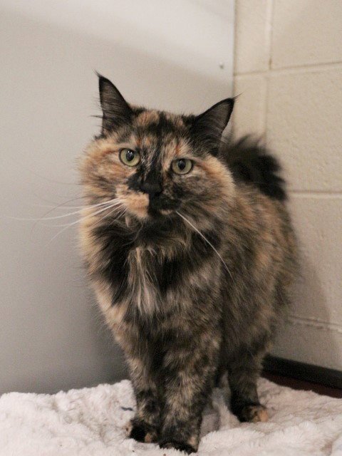 DOROTHY - Domestic Medium Hair available for adoption