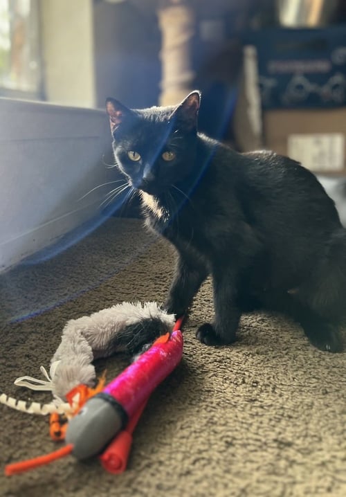 EMILY - Domestic Short Hair / Domestic Short Hair available for adoption