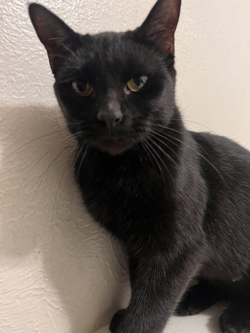 EMILY - Domestic Short Hair / Domestic Short Hair available for adoption