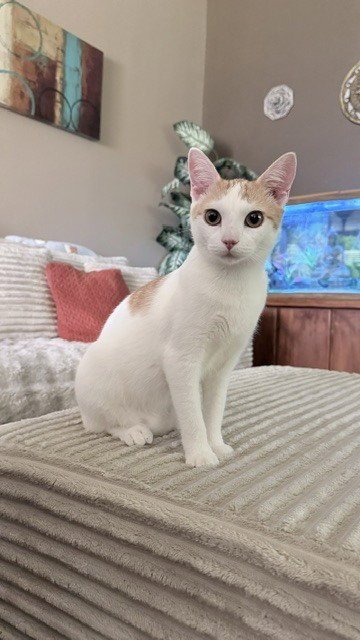 COLBY CHEESE - Domestic Short Hair / Domestic Short Hair available for adoption