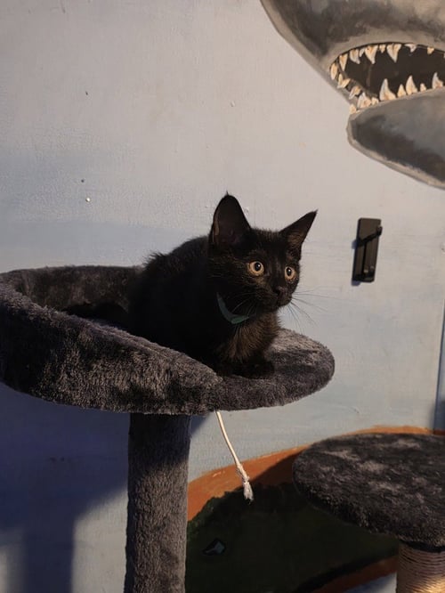 MOONSTONE - Domestic Short Hair / Domestic Short Hair available for adoption