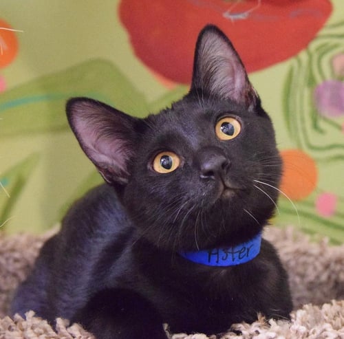 MOONSTONE - Domestic Short Hair / Domestic Short Hair available for adoption