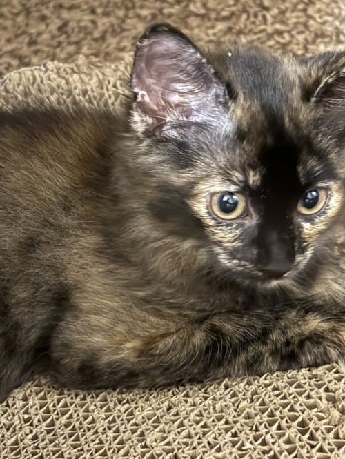 TORIE - Domestic Short Hair / Domestic Medium Hair available for adoption