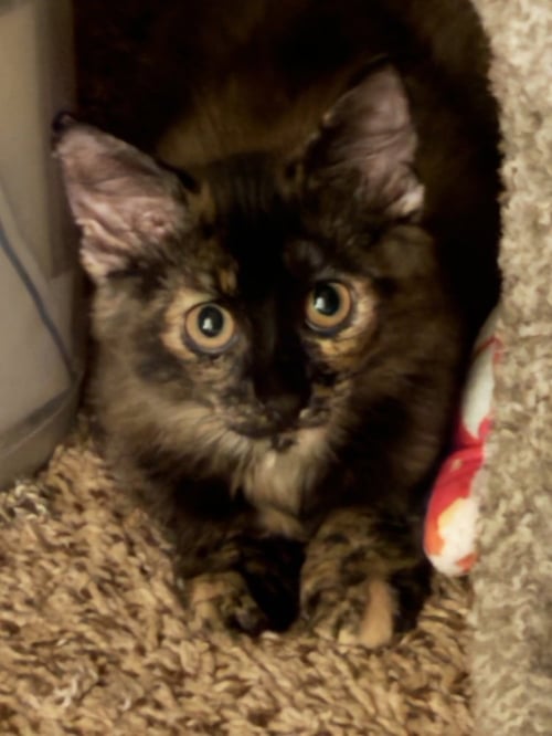 TORIE - Domestic Short Hair / Domestic Medium Hair available for adoption