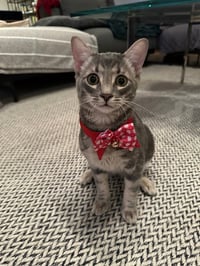 Theodore - Photo 2