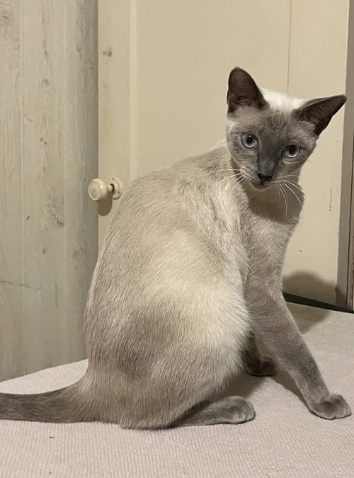AMIRA - Siamese / Domestic Short Hair available for adoption