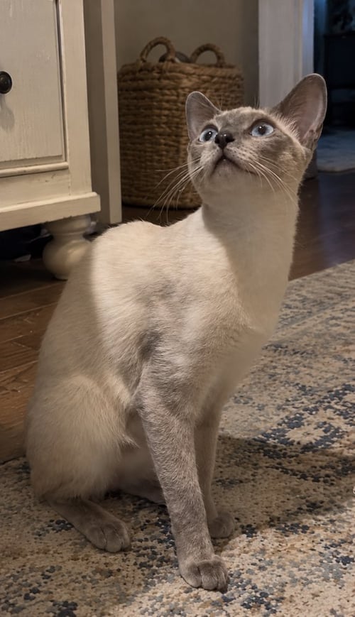 AMIRA - Siamese / Domestic Short Hair available for adoption