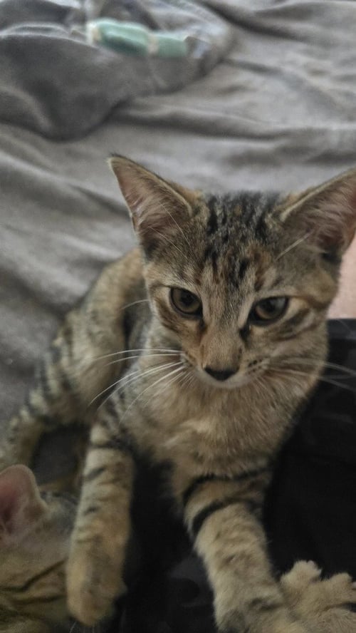 PRINCESS CONSUELA BANANA HAMMOCK - Calico / Domestic Short Hair available for adoption