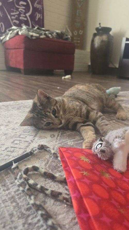 PRINCESS CONSUELA BANANA HAMMOCK - Calico / Domestic Short Hair available for adoption