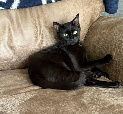 EMERALD - Domestic Short Hair / Domestic Short Hair available for adoption