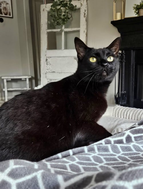 REACHER - Domestic Short Hair / Domestic Short Hair available for adoption