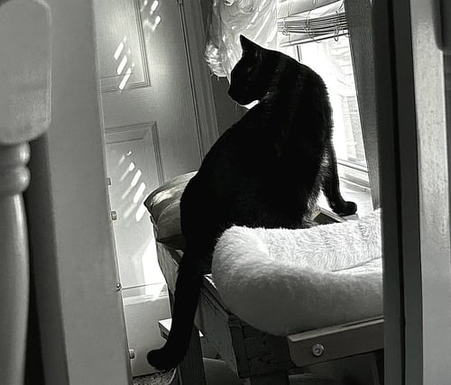 REACHER - Domestic Short Hair / Domestic Short Hair available for adoption