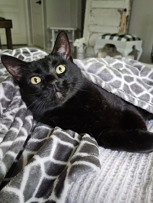 REACHER - Domestic Short Hair / Domestic Short Hair available for adoption