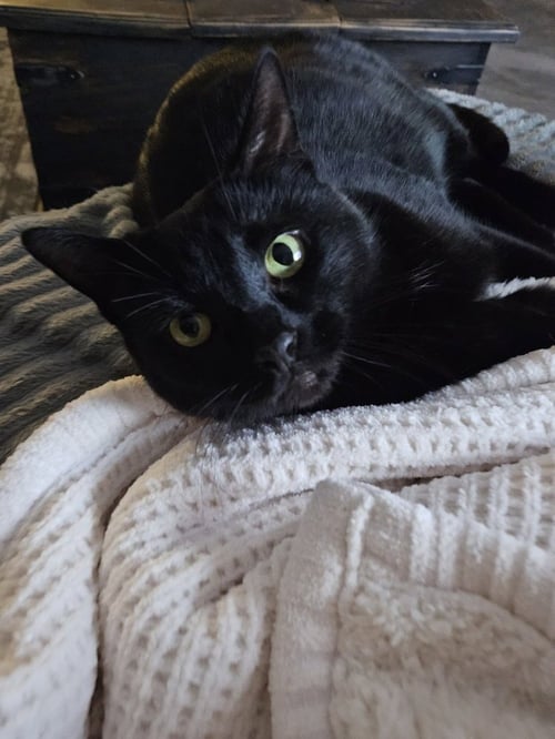 REACHER - Domestic Short Hair / Domestic Short Hair available for adoption
