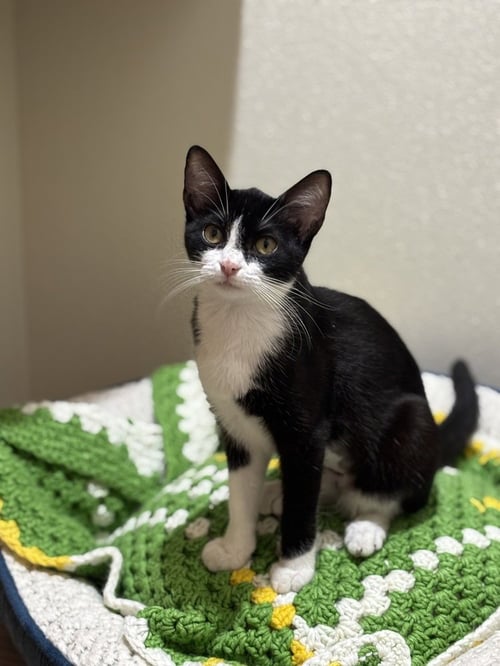 PRIMAVERA - Domestic Short Hair / Domestic Short Hair available for adoption